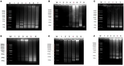 Frontiers A novel loop mediated isothermal amplification lateral